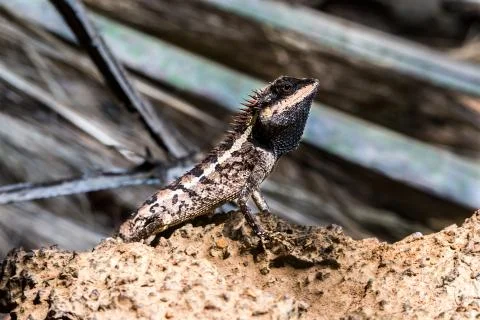 Lizard from thailand Stock Photos