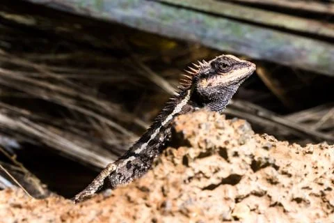 Lizard from thailand Stock Photos