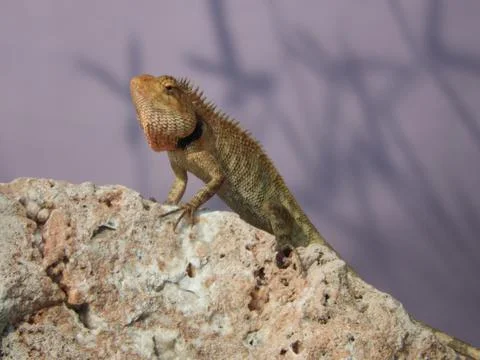 Lizard Thailand Stock Photos