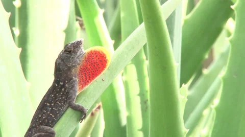 Lizard Throat Fan 2 Stock Footage 38050503