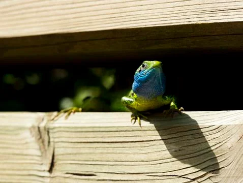 Lizard with tick Foto stock