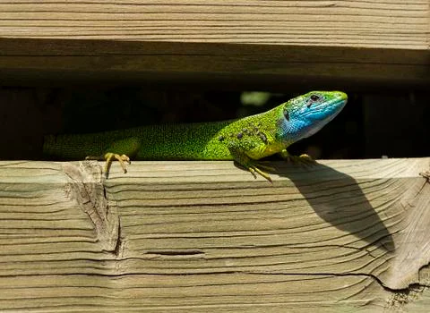 Lizard with ticks Stock Photos
