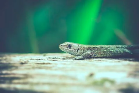 Lizard - ticks 写真素材