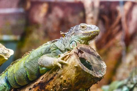 Lizard on timber Stock Photos