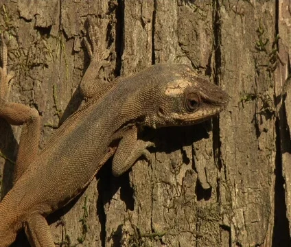 Lizard time lapse 動画素材 697209