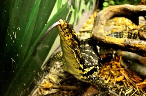 Lizard tongue Fotos Stock