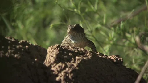 Lizard On Top Of A Rock Video stock 19057038