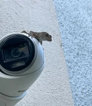 Lizard on top of security camera watching Stock Photos