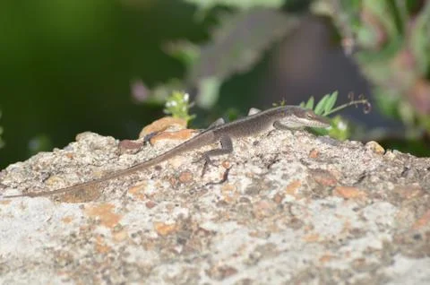 Lizard in Town Stock Photos