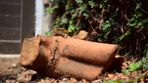 Lizard in the tp of wood Stock Footage 119453535