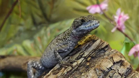 Lizard on tree bark with blossoming flowers in background Video stock 282956377