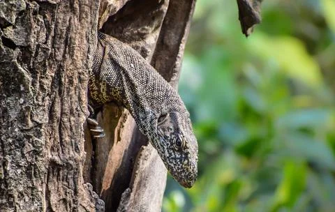 Lizard on a tree, Bengal monitors on a tree	 Stock Photos