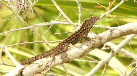 Lizard on Tree Branch Stock Footage 371412