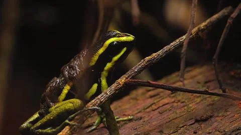 Lizard on Tree Branch Stock Footage 323143026