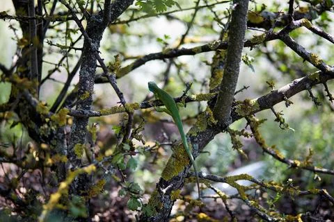 Lizard on a tree branch with long tail spread paws. Back view. Stock Photos