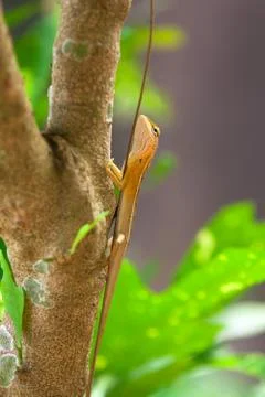 Lizard on the tree branch Stock Photos