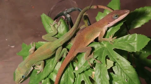 Lizard in a tree 動画素材 1061270