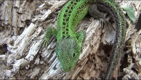Lizard on a tree Video stock 12504515