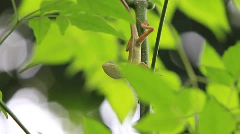 Lizard on the tree Vídeo Stock 23346908