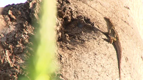 Lizard on Tree Stock Footage 38046035