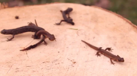 Lizard on the tree Stock Footage 47826895