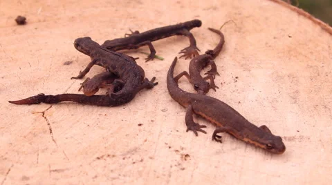 Lizard on the tree Stock Footage 47837213
