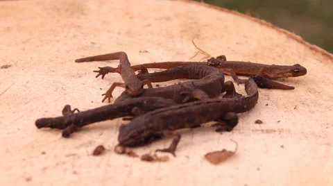 Lizard on the tree Stock-Footage 47861361