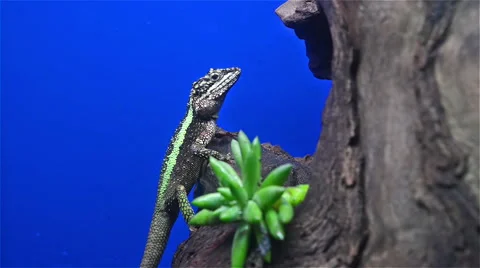 Lizard on tree Stock Footage 49411329
