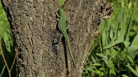 Lizard on the tree Stock Footage 50492147