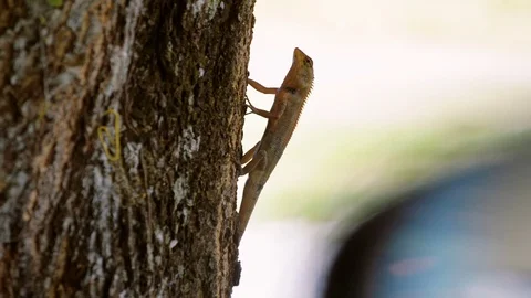 Lizard on a tree Stock Footage 74609026