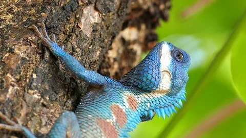 Lizard on the tree. Stock-Footage 75523062