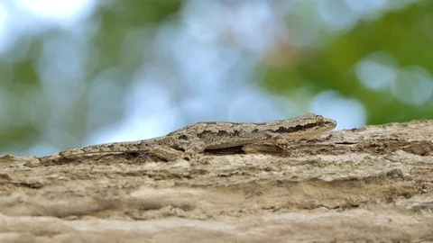 Lizard on the tree. Stock-Footage 95654206