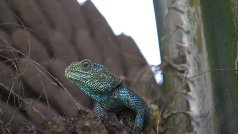 Lizard in the Tree Video stock 125495989