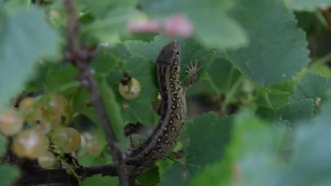 Lizard on the tree Stock Footage 132251377