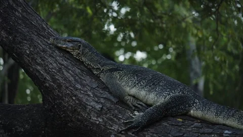 The lizard on the tree Stock Footage 265658238