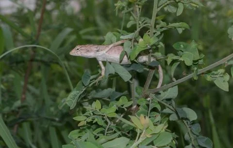 Lizard on a tree in the forest. Stock Photos
