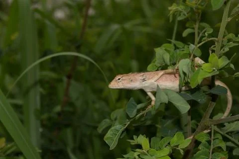 Lizard on a tree in the forest. Stock Photos