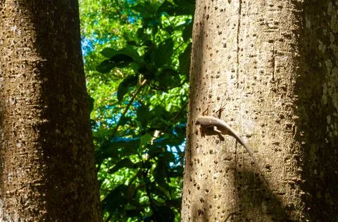 Lizard on the tree forest Stock Photos