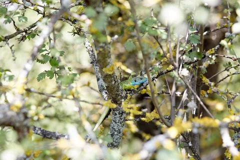 Lizard on a tree Front view close up selective focus. Lacerta Viridis Stock Photos