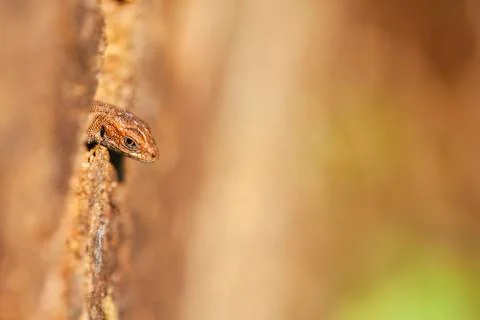 Lizard - tree hollow 스톡 사진