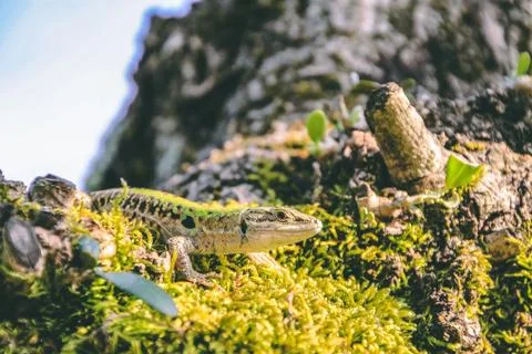 Lizard on a tree in Italy Stock Photos