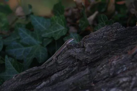 Lizard on the tree, ivy in the background Stock Photos