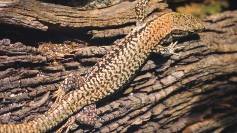 Lizard on a tree log  Video stock 251434059