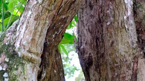 Lizard on the tree at the Mauritius national park Video stock 169975772
