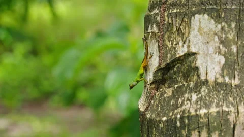 A lizard on a tree that moves slowly with the wind Stock Footage 265915419