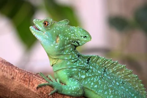 Lizard on a tree Stock Photos