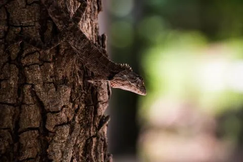 Lizard on tree Stock Photos