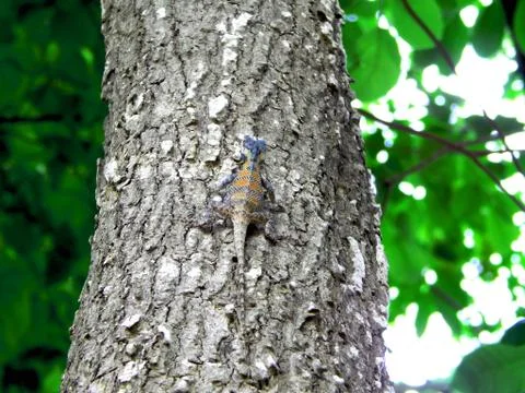 Lizard-on-the-tree Stock Photos