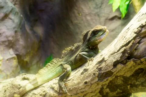 The Lizard on the tree Stock Photos