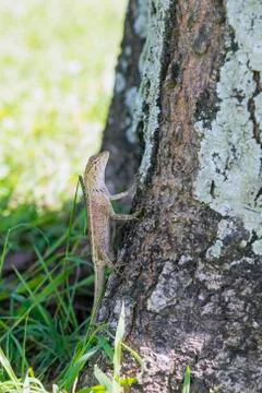 The lizard on the tree Stock Photos